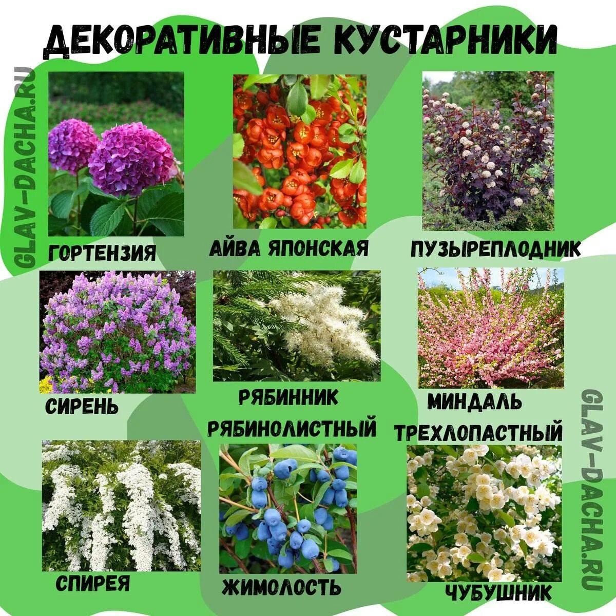 Какие есть растения в городе. Кустарники названия. кустарники снозванием. кустарникикустарники названия. декоративные растения названия.