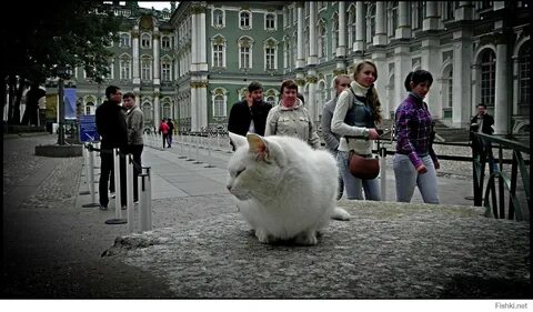 Коте экскурсии