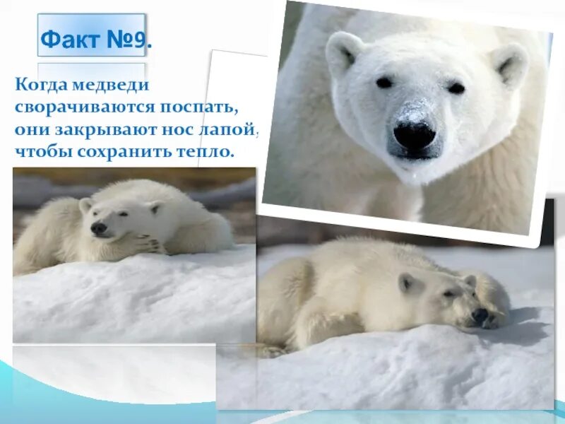 Интересные факты о меде. Интересные факты о белом медведе. Интересные факты о буром медведе. Бурый медведь интересные факты. Самые интересные факты о белом медведе для детей.