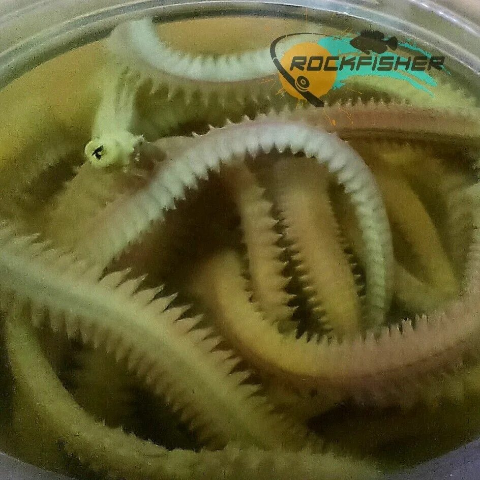 морской червь нереис. нереис кольчатый червь. морской червь нереис. лиманный червь. лиманный червь.