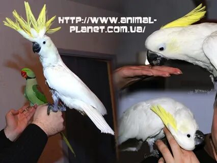 Какаду могилев