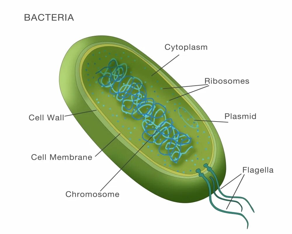 Бактерии прокариоты. Цитоплазма бактерий. Прокариотические клетки. Мембрана у бактерий есть или нет. Цитоплазма прокариотическая клетка