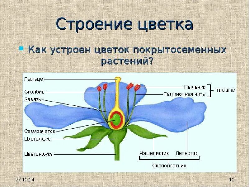 Урок покрытосеменные. Покрытосеменные цветковые растения строение. Строение цветка отдел Покрытосеменные. Строение цветка 5 класс биология. Схема строения цветка 6 класс биология.