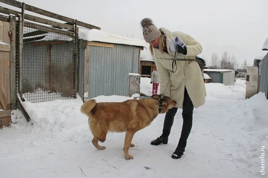 Собаки из приюта. Приют буздяк для собак. Зоощит череповец приют для животных. Приюты для животных в череповце щенки. Пёс и кот приют в череповце.