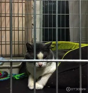 Приют для кошек красноярск