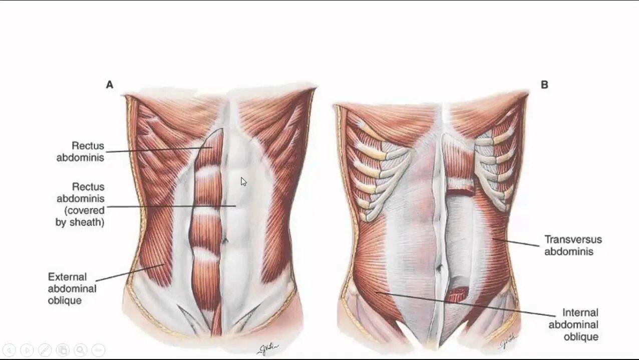 Передняя прямая мышца живота. М. rectus abdominis. Поперечная мышца живота (m. transversus abdominis). M rectus abdominis функции. Rectus abdominis мышца.