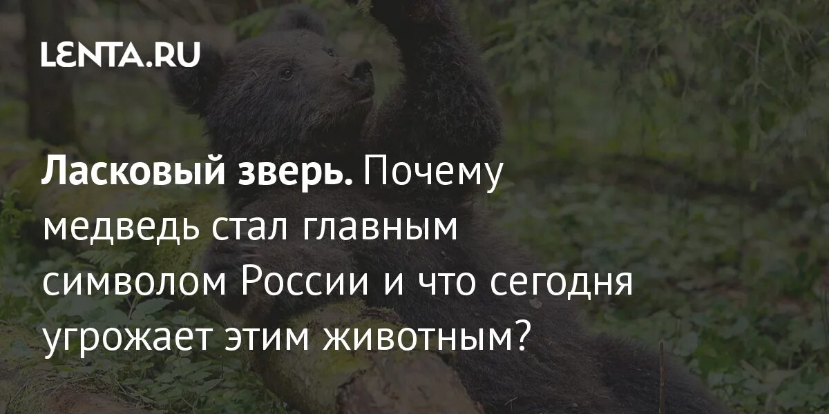 Почему медведь любит. Почему медведь стал символом России. Главное животное России. Медведь том. Я медведь легче стало.
