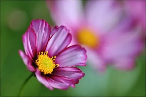 Blume