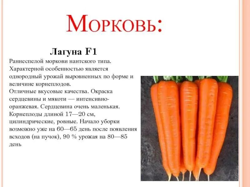 Ягоды моркови. Почему морковь оранжевая. Килограмм моркови. Оранжевый корнеплод. Морковь не оранжевая.
