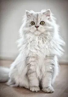 Белый длинношерстный кот
