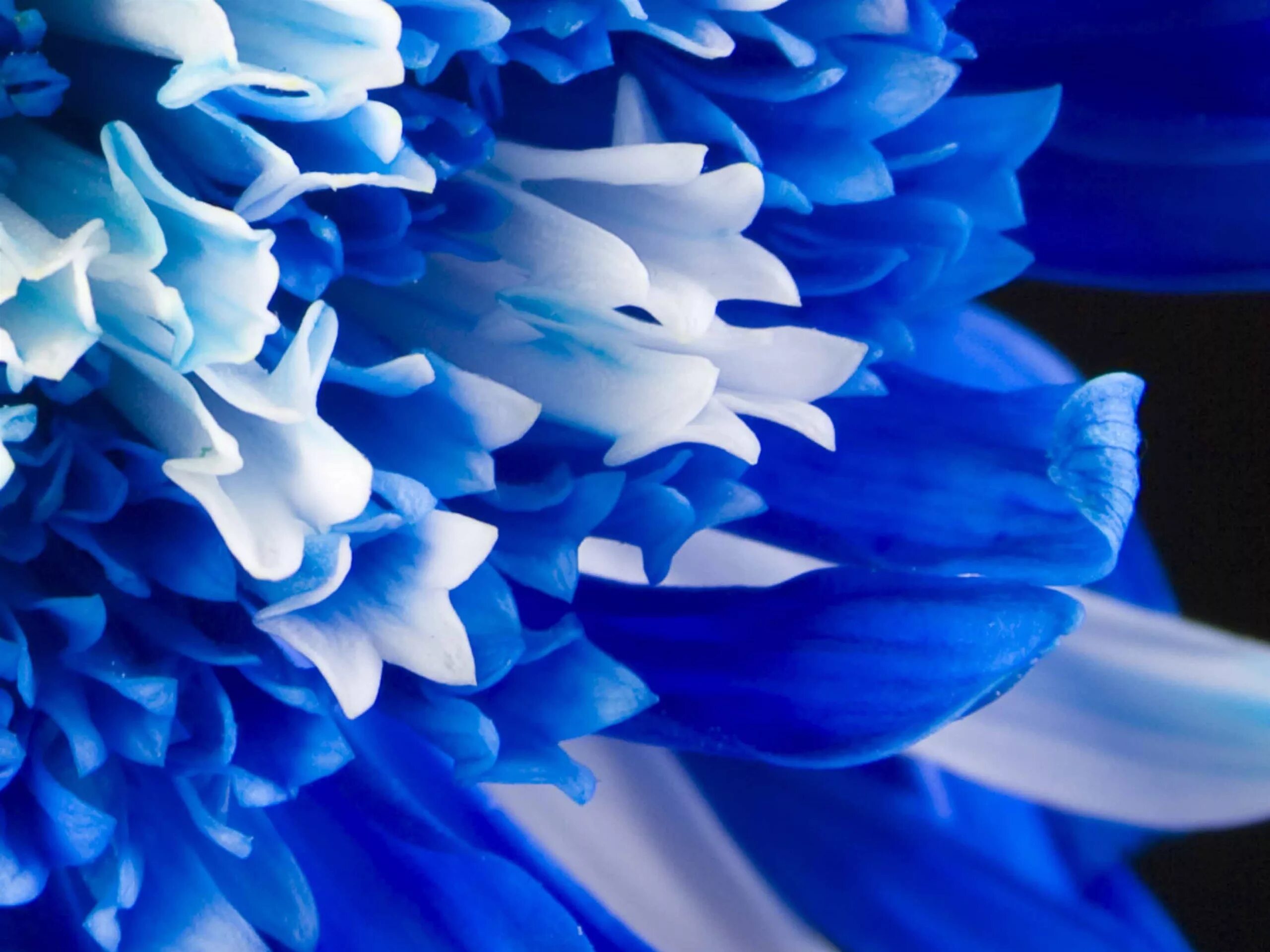 Выполнен в голубом цвете голубой. Блуе Фловер. Синие цветы. Красивый голубой цвет. Голубые обои.
