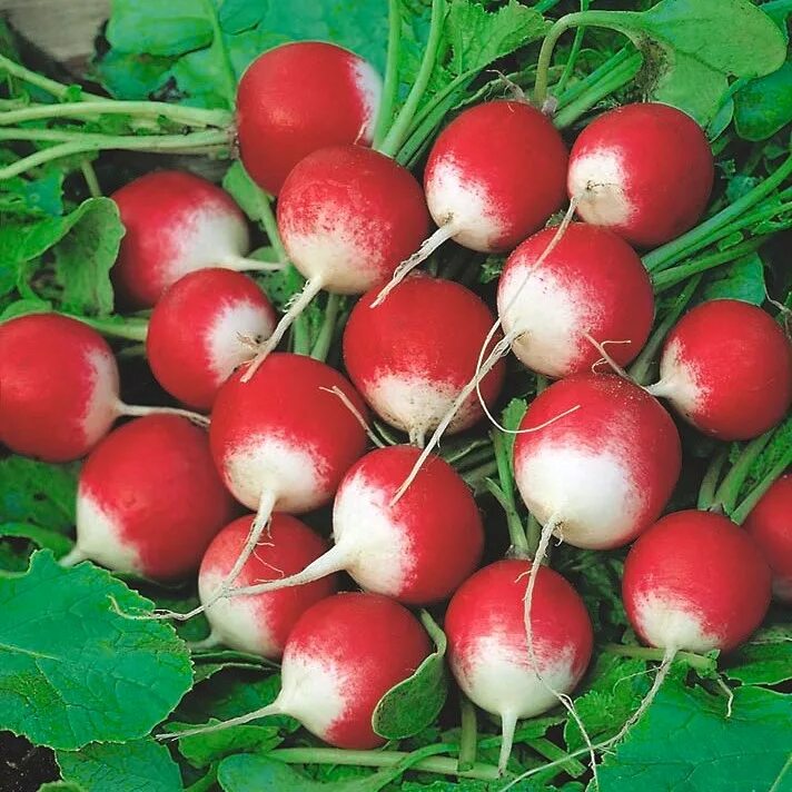 Редиска 100 грамм. Редька и редиска. Семена редис Radish Grimson giant. Семена редиса синего цвета. Raphanus sativus семена Германия.