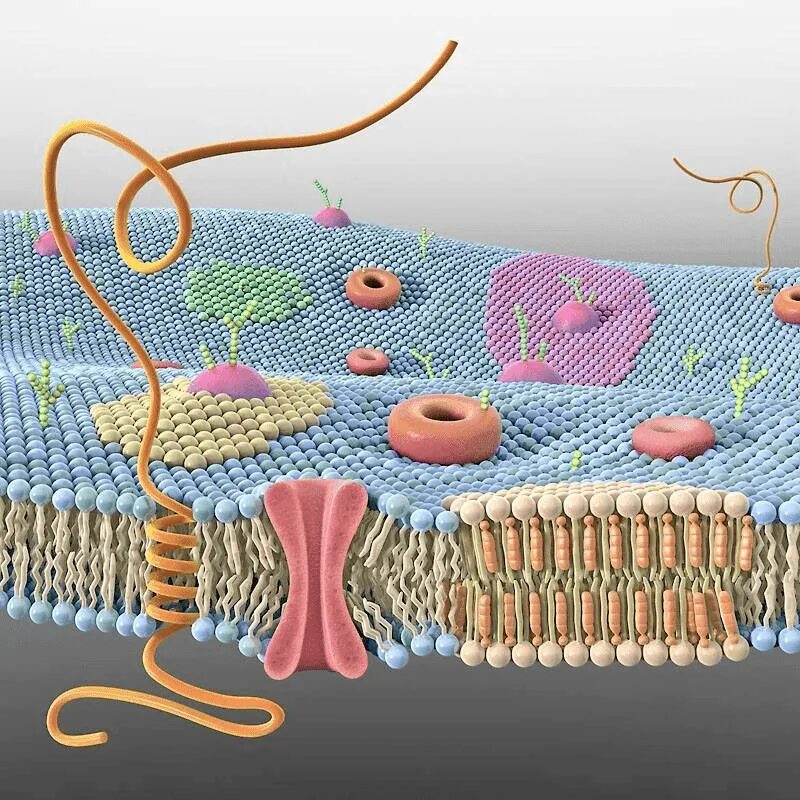 Клеточная цитоплазматическая мембрана. Плазматическая мембрана клетки. Клеточная мембрана 3д.