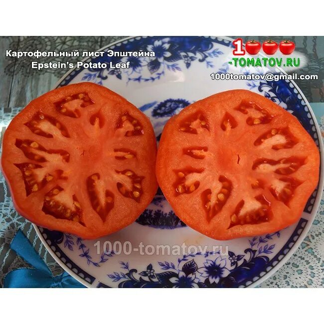 томат картофельный малиновый сиб сад. томаты с картофельными листьями. томаты с листьями картофельного типа. томат среднеспелый с картофельным листом. помидоры с картофельными листьями.