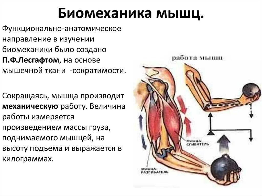 Биомеханические аспекты строения мышцы. Сокращение мышц. Биомеханика мышечного сокращения. Работа мышц.