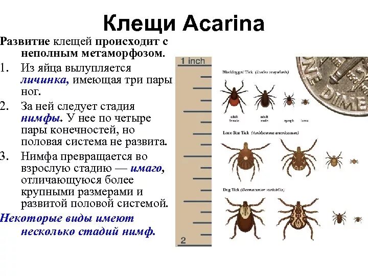 Личинка нимфа Имаго клеща. Стадии развития клещей. Стадии развития иксодовых клещей. Цикл развития клеща энцефалитного.