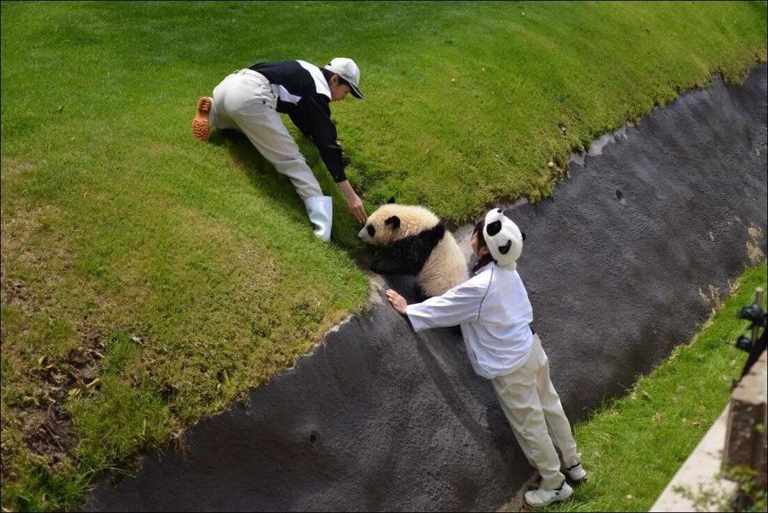 Панда собирает в круг. Спасение панды. Панда спасение животных. Панды помогают друг другу. Панда поддержка.