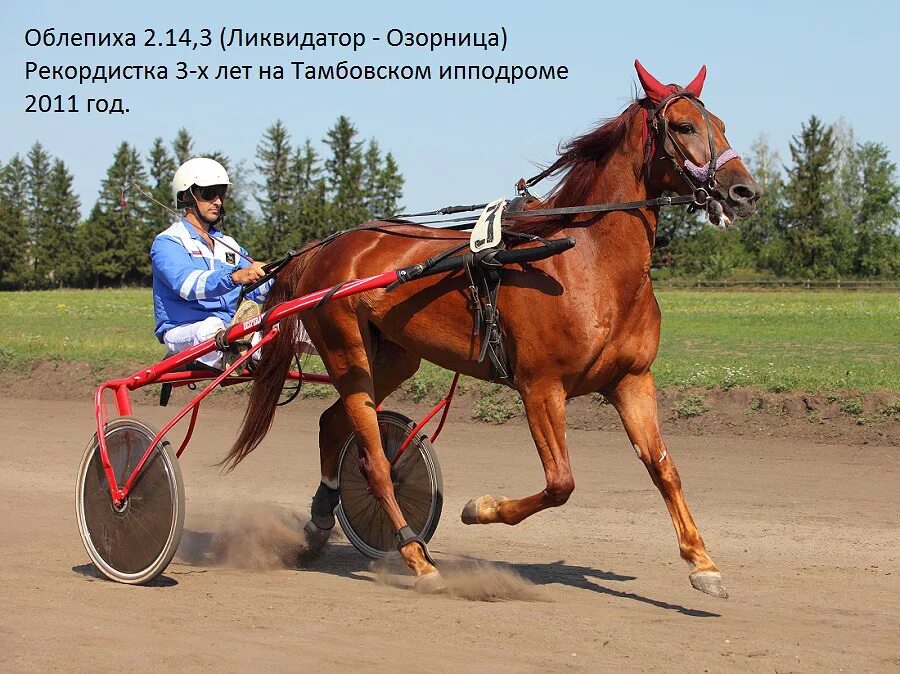 Новотомниковский конный завод. Новотомниково конезавод. Жеребец Омск Новотомниковский конезавод. Конезавод Новотомниково Тамбовская область.