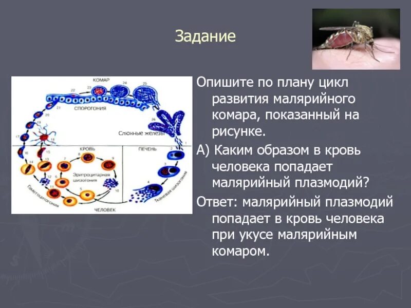 Как происходит заражение человека малярийным плазмодием. Стадии жизненного цикла малярийного плазмодия. Оокинета малярийного плазмодия. Цикл развития малярийного плазмодия. Схема развития малярийного плазмодия 7 класс.