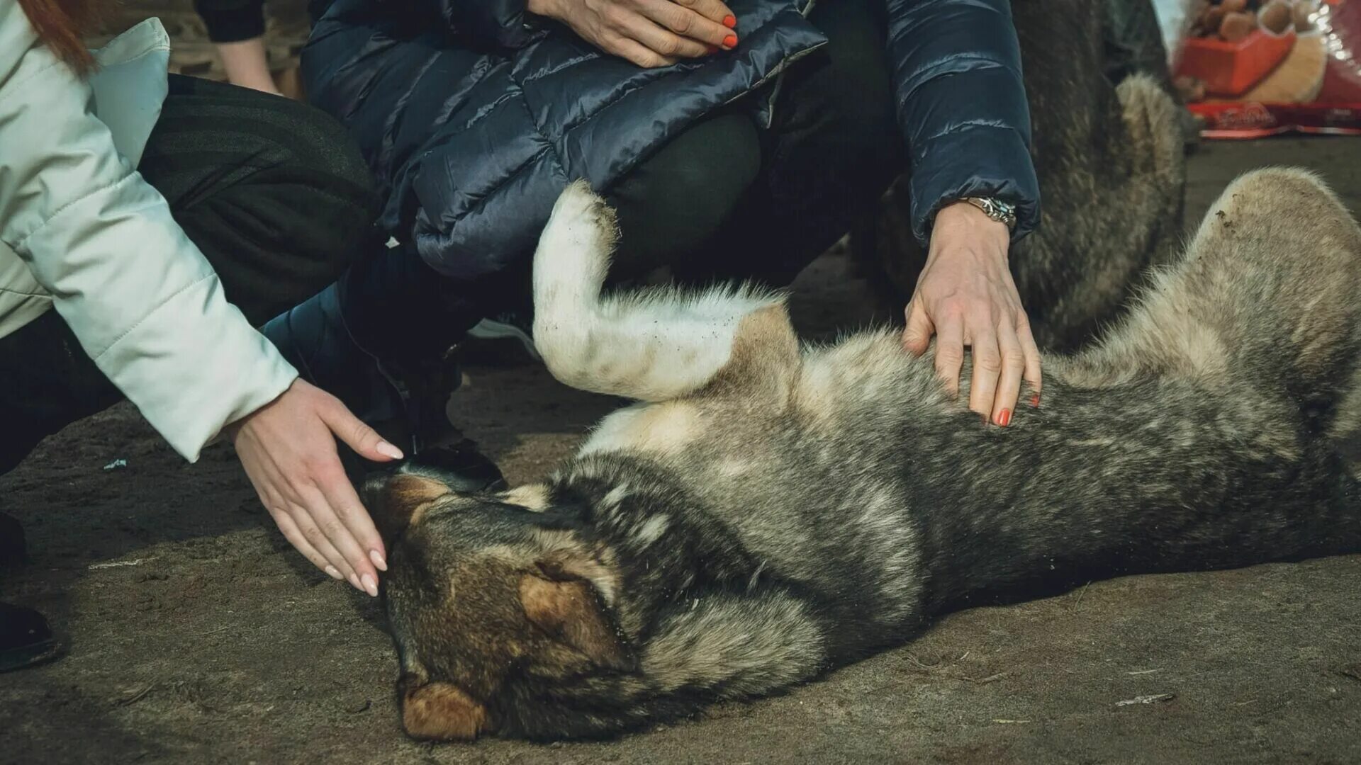 Бродячие собаки. Бездомные животные.