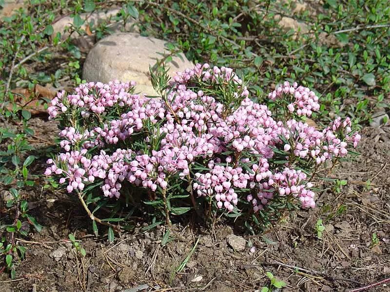 цветок андромеда многолистная. ранняя весна. подбел андромеда. подбел дубровниколистный. андромед весны.