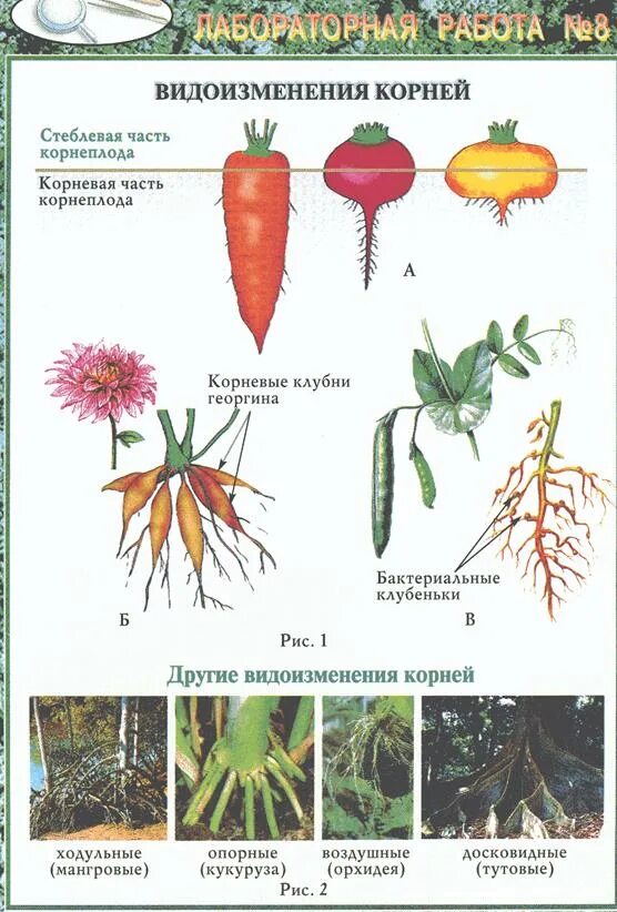 Что относится к видоизмененным корням биология 6