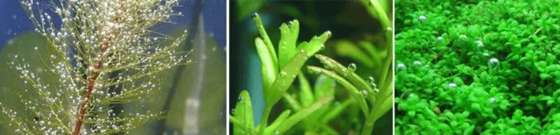 Водоросли выделяют кислород. Аквариумные растения выделяющие кислород. Водоросли которые выделяют кислород. Растения для аквариума живые выделяющие кислород. Фотосинтез аквариумных растений.