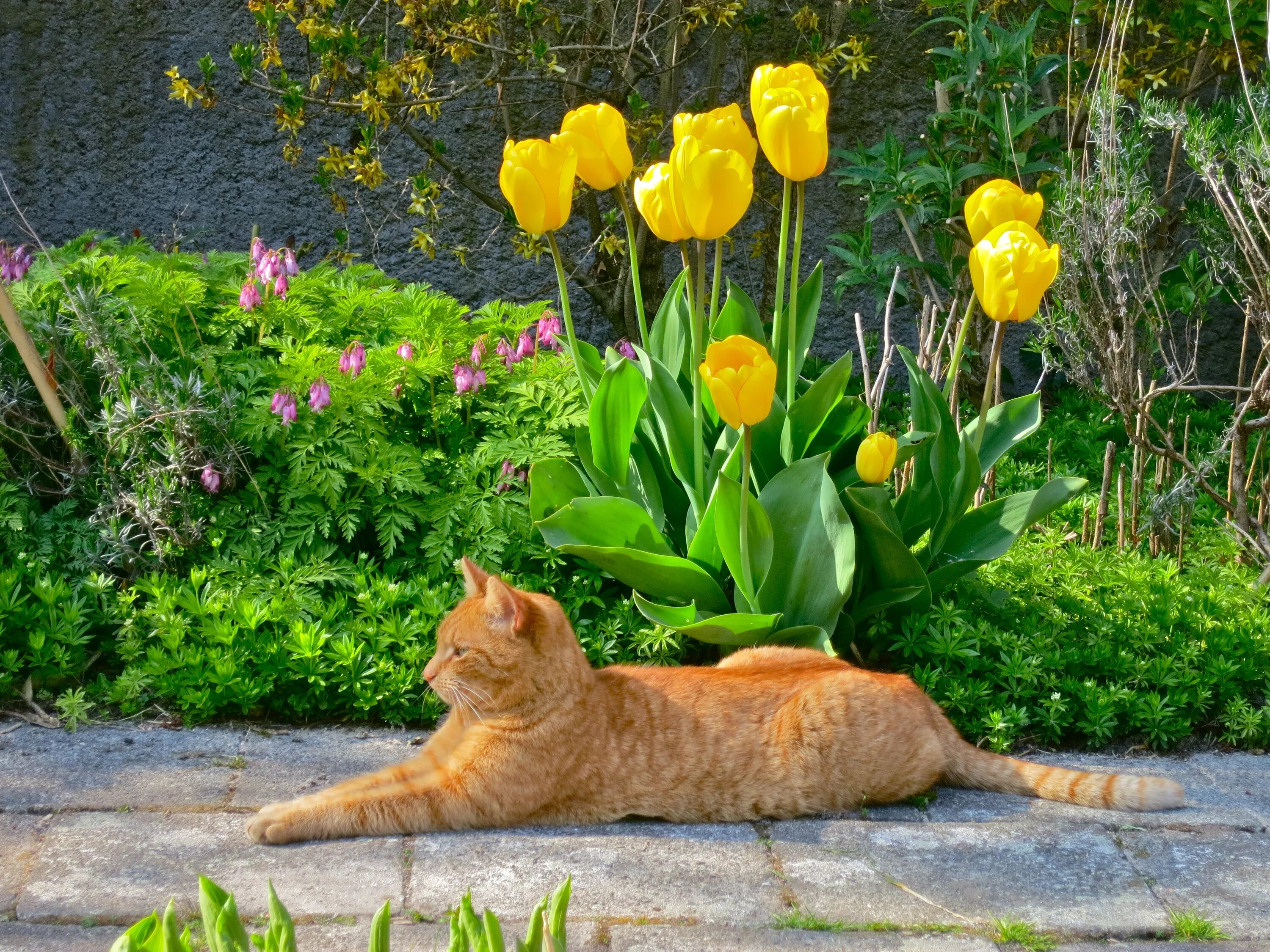 Котик с тюльпанами. Кошка в саду. Кот сода. Кошка с тюльпанами.