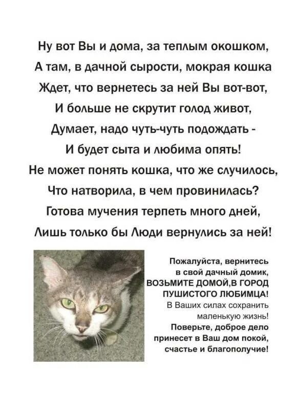 Коты перед смертью уходят. Стих про кошку. Стихи про бездомных кошек. Стихи про брошенных животных. Грустные стихи о котах.