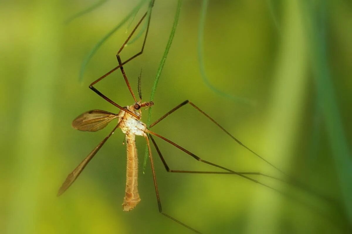 комары-долгоножки. личинка комара долгоножки. 1 большого комара. комар гигант - долгоножка. комар-долгоножка кольчатая.
