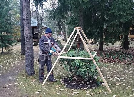 Когда укрывать рододендроны на зиму в подмосковье