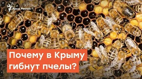 Пчелы в крыму