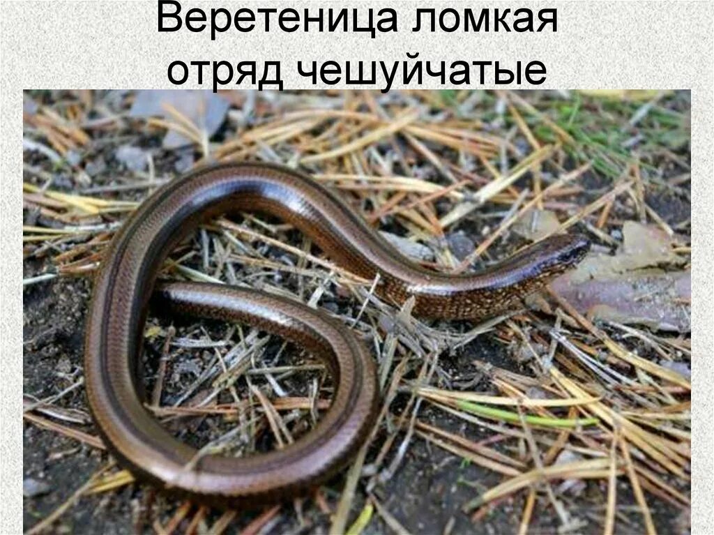 Безногая ящерица веретеница медянка. Безногая ящерица веретеница. Ломкая это. Безногая ящерица веретеница ломкая. Веретеница ломкая ящерица.