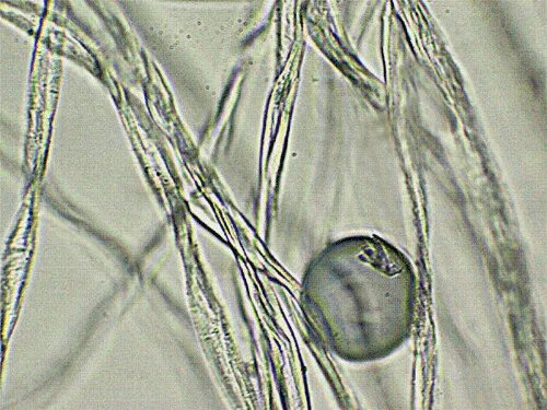 Волокна ваты под микроскопом 150 600. Вата под микроскопом. Текстура волокна. Хлопковое волокно под микроскопом. Вата под микроскопом.