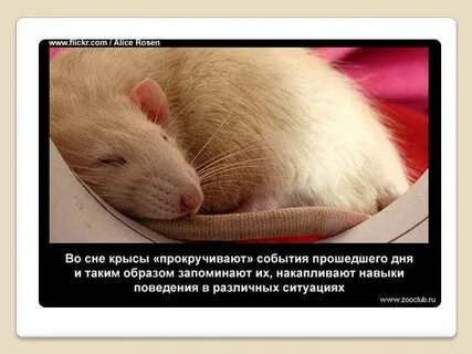 Съесть мышь во сне