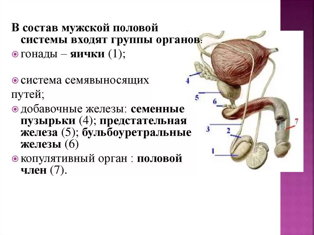 Correctly label the following parts of the male reproductive system. Diagram Qui