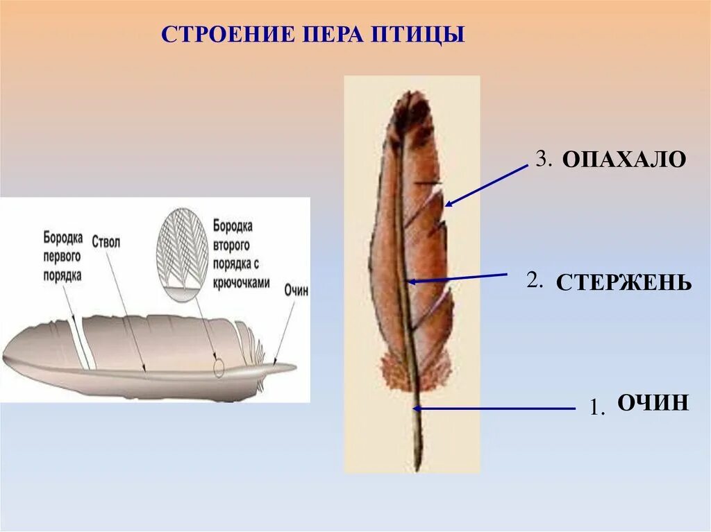 Строение контурного пера птицы биология 7 класс. Строение пера птицы 1 класс. Строение пера птицы рисунок. Схема строения пера птицы.