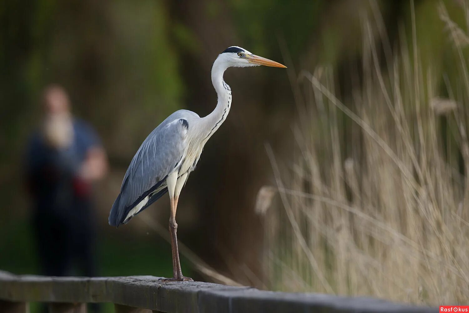серая цапля фото. серая цапля выводковая. серая цапля. чапура цапля. цапля херон турция.