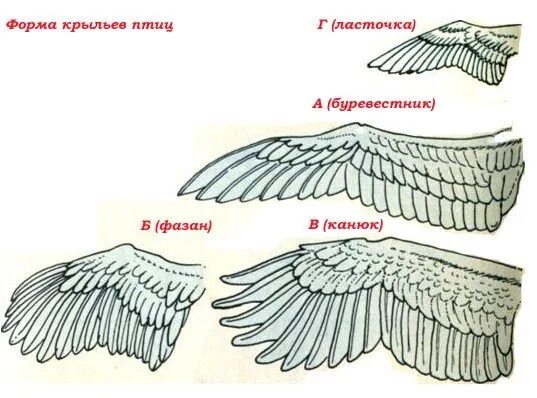 Типы крыльев у птиц. Крыло птицы. Формы птичьих крыльев. Типы крыльев птиц. Строение крыла.