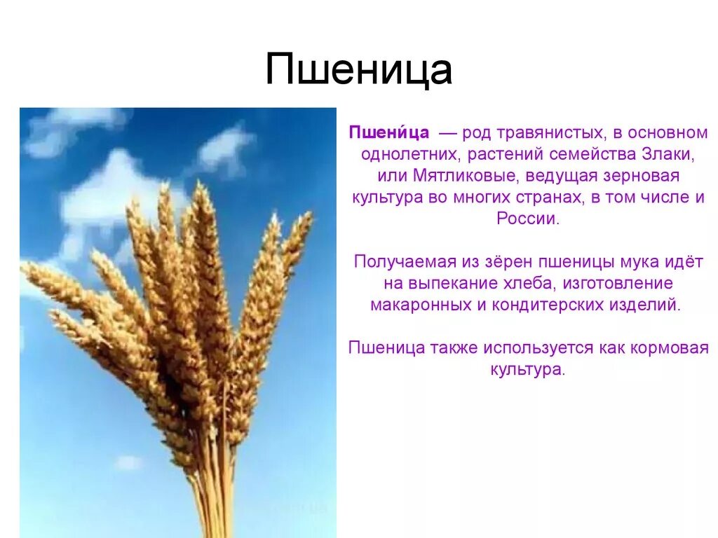 Какого класса есть пшеница. Пшеница информация. описание пшеницы. сообщение о пшенице. пшеница доклад.