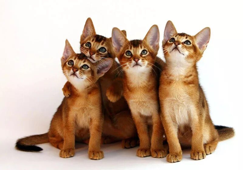 Фотографии абиссинскую породу. Абиссинская кошка. Кот породы абиссинец. Абиссинские котята. Абиссинская короткошерстная.
