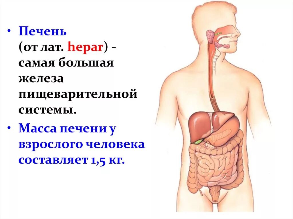 Самая большая печень. Печень расположение строение функции. Печень в организме человека схема. Печень анатомия в системе человека. Пищеварительная система анатомия печень.