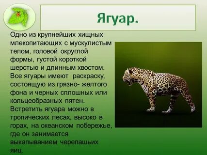 Сообщение про животное 5 класс биология