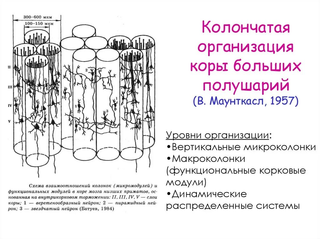 Организация коры головного мозга. Модульный принцип организации коры полушарий большого мозга. Строение колонки коры большого мозга. Колончатый Тип организации коры больших полушарий. Колонковая организация коры больших полушарий.