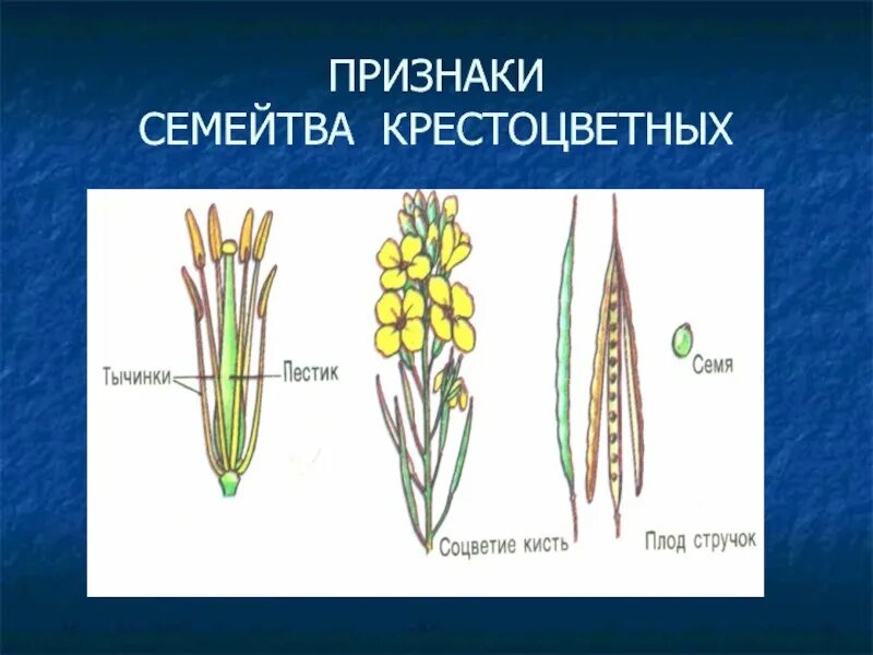 Семейство крестоцветные соцветие. Класс двудольные крестоцветные. Признаки семейства крестоцветных. Корневище крестоцветных. Для цветка семейства крестоцветных характерно