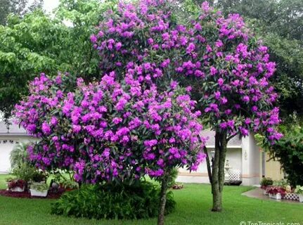Душистый кустарник 6