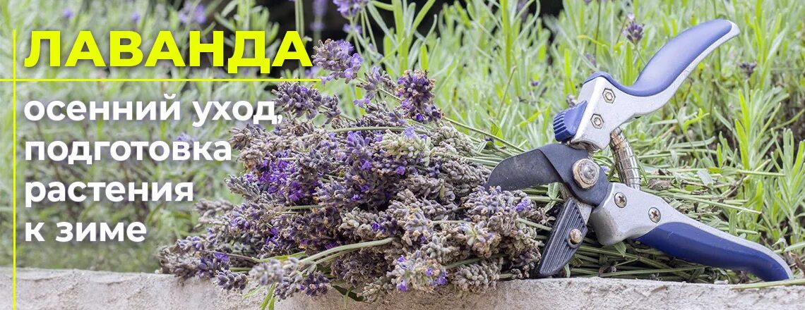 Шалфей уход осенью подготовка к зиме. Подстриженные кусты лаванды. Обрезка лаванды весной. Шалфей карадонна черенкование. Укоренение черенков лаванды.