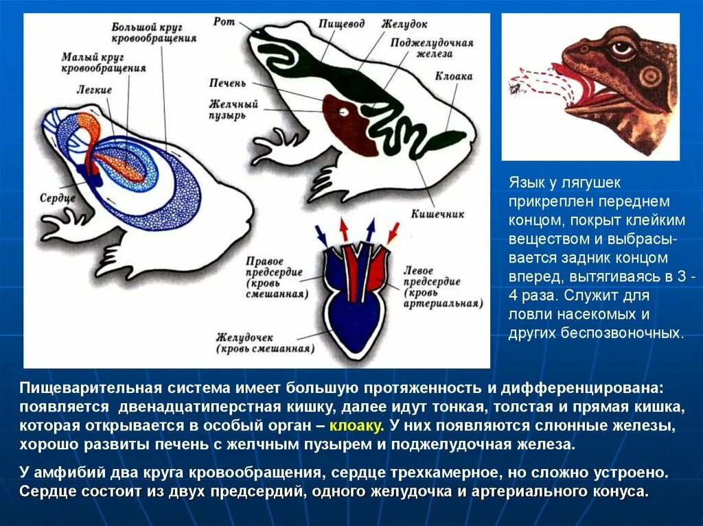 Полость земноводных. Двенадцатиперстная кишка у земноводных. Пищеварительная система земноводных схема. Тонкая кишка амфибий. Ротоглоточная полость земноводных.