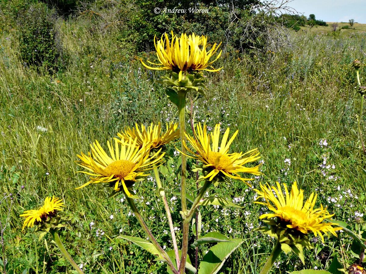 Девясил полынь. Девясил крымский. Таксономия девясил иволистный. Девясил трава. Девясил луговой.