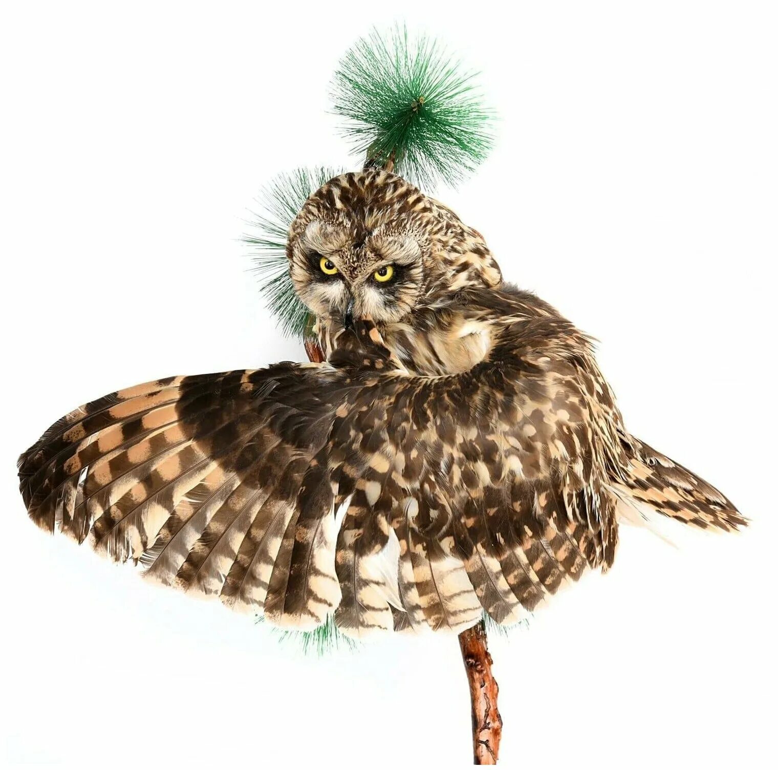 чучело совы. чучело совы настенное. чучело совы. чучело совы. чучела совы.